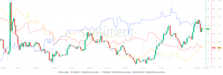 Cardano eyes $1 as Hoskinson refutes Midnight (NIGHT) airdrop hoarding rumors